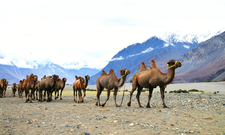 Camel Safari